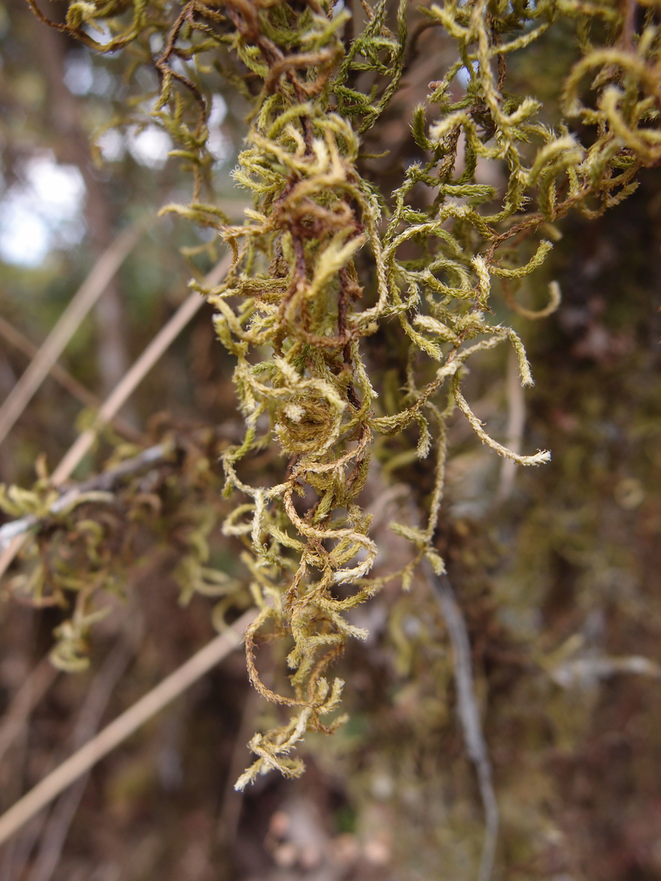2018-01-16 12 Uhr - Im Shivapuri Nagarjun National Park (Nagi Gumba) (Foto) 